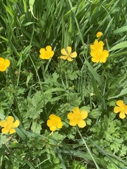 Ranunculus repens