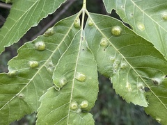 Phylloxera russellae