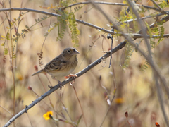 Ammodramus savannarum