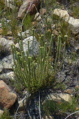 Campylostachys cernua