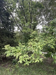 Phylloxera russellae