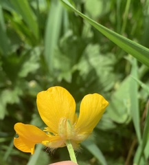 Ranunculus repens