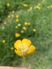 Ranunculus repens