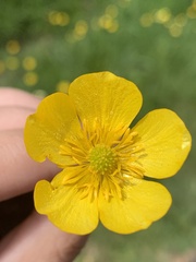 Ranunculus repens