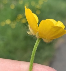 Ranunculus repens