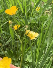 Ranunculus repens
