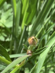 Ranunculus repens