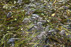 Lithobates heckscheri