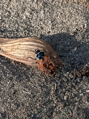 Hippodamia convergens