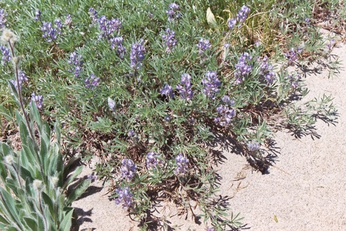 depressed lupine (Lupinus depressus)