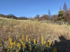 Lupinus citrinus citrinus