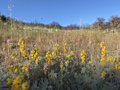 Lupinus citrinus citrinus