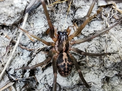 Xeropigo