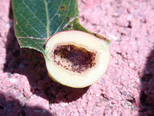 Willow Apple Gall Sawfly photo 4