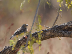 Ammodramus savannarum