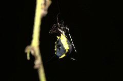 Micrathena pungens
