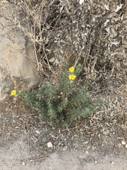 Senecio adenotrichius