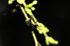 Micrathena pungens