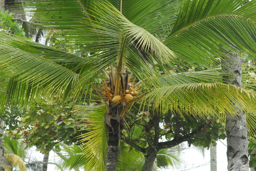 Cocos nucifera image