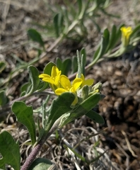 Physaria montana