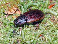 Coripera bistriata