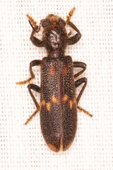 Phloiocopus