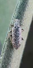 Duboisius
