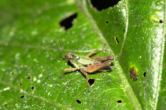 Scaria