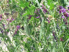 Bombus californicus