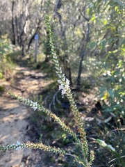 Epacris purpurascens