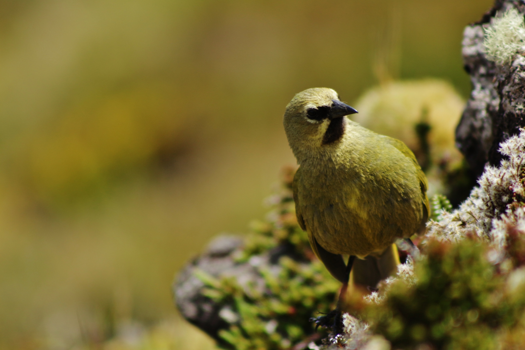 Gough Island Finch illustration