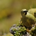 Gough Island Finch - Photo (c) Christopher Jones, some rights reserved (CC BY-SA)