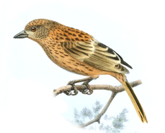 Gough Finch photo 3
