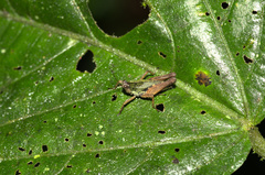 Scaria