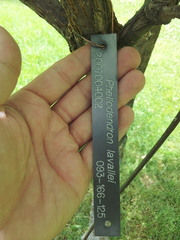 Phellodendron lavallei