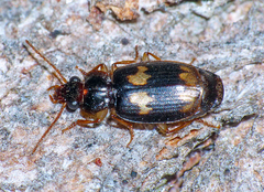 Agonocheila curtula