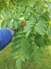 Phellodendron lavallei
