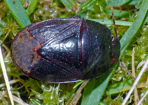Adrisa atra · iNaturalist