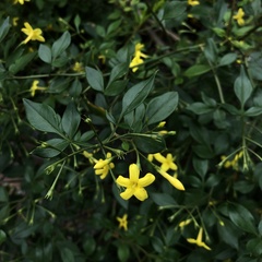 Chrysojasminum floridum
