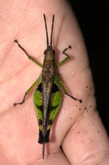 Xiphiola cyanoptera