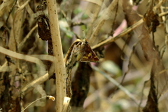 Lon melane vitellina