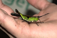 Xiphiola cyanoptera