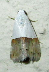 Odites natalensis