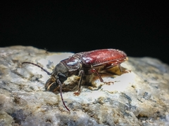 Nothopleurus castaneus