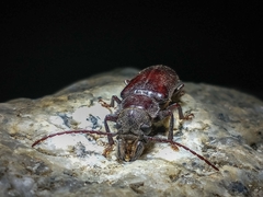 Nothopleurus castaneus