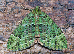 Austrocidaria erasta