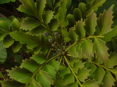 Phyllocladus
