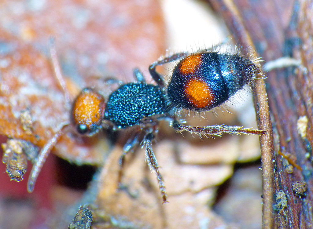 Ephutomorpha postica
