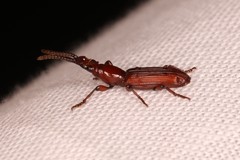 Brentinae