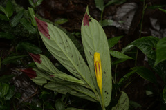 Columnea ericae